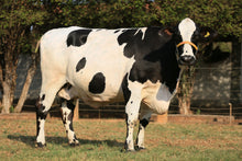 Carregar imagem no visualizador da galeria, LOTE 161 - CECÍLIA PETY JFLD