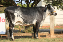 Carregar imagem no visualizador da galeria, LOTE 162 - DINAMARCA JFLD