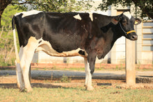 Carregar imagem no visualizador da galeria, LOTE 164 - 1387 JFLD