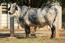 Carregar imagem no visualizador da galeria, LOTE 165 - BRITA FIV MCCUTCHEN JFLD