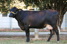 Carregar imagem no visualizador da galeria, LOTE 168 - ESFINGE JFLD