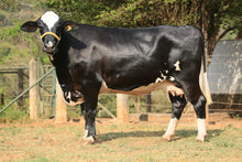 Carregar imagem no visualizador da galeria, LOTE 169 - DEIZE SURGEON JFLD