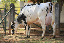 Carregar imagem no visualizador da galeria, LOTE 170 - DINÁ JFLD