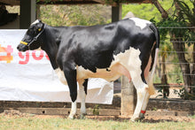 Carregar imagem no visualizador da galeria, LOTE 171 - HOMENAGEM JFLD