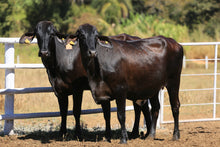 Carregar imagem no visualizador da galeria, LOTE 2018 - BASA VIA LACTEA ARPA FIV e BASA VIA LACTEA ATENCIOSA FIV