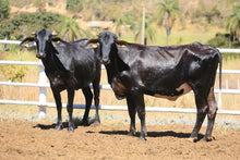 Carregar imagem no visualizador da galeria, LOTE 2007 -BASA VIA LACTEA AMINA FIV e ADORMECIDA FIV