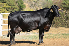 Carregar imagem no visualizador da galeria, LOTE 2022 — VACA EM LACTAÇÃO 1/2 GIROLANDO - 977