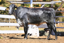 Carregar imagem no visualizador da galeria, LOTE 2037 - CLARITA FIV 1051