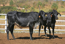 Carregar imagem no visualizador da galeria, Lote 2041 — CARLOTA FIV 1048 e CAMILA FIV 1046 (preço por animal)