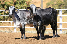 Carregar imagem no visualizador da galeria, LOTE 2006 - BASA-VIA LÁCTEA AMARAJI FIV e BASA VIA LACTEA AMARILIA