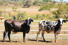 Carregar imagem no visualizador da galeria, LOTE 2010 - BASA VIA LACTEA AGENORA FIV e 758