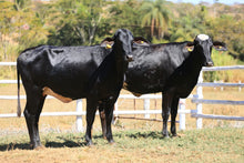 Carregar imagem no visualizador da galeria, LOTE 2011 - 379 ALLDAGRO e BASA VIA LACTEA ARIADNA FIV