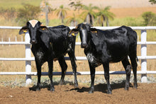 Carregar imagem no visualizador da galeria, LOTE 2013 - BASA VIA LACTEA AMENA FIV e BASA VIA LACTEA ARAPOEMA FIV