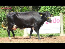 Carregar e reproduzir vídeo no visualizador da galeria, LOTE 119 - DENIZE WATSON JFLD