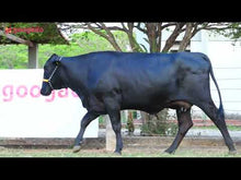 Carregar e reproduzir vídeo no visualizador da galeria, LOTE 105 - GLÓRIA JFLD