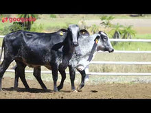 Carregar e reproduzir vídeo no visualizador da galeria, LOTE 2006 - BASA-VIA LÁCTEA AMARAJI FIV e BASA VIA LACTEA AMARILIA