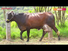 Carregar e reproduzir vídeo no visualizador da galeria, LOTE 155 - GUADALUPE JFLD