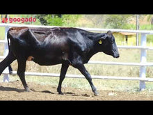 Carregar e reproduzir vídeo no visualizador da galeria, LOTE 2035 - CEREJA 1067