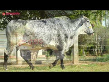 Carregar e reproduzir vídeo no visualizador da galeria, LOTE 165 - BRITA FIV MCCUTCHEN JFLD