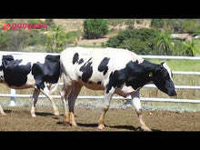 Carregar e reproduzir vídeo no visualizador da galeria, LOTE 2028 - CASSANDRA 1084 E CORCELA 1086