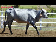 Carregar e reproduzir vídeo no visualizador da galeria, LOTE 2038 - CHINESA FIV 1025 UNIX DA SANTA