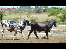 Carregar e reproduzir vídeo no visualizador da galeria, LOTE 2010 - BASA VIA LACTEA AGENORA FIV e 758