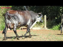 Carregar e reproduzir vídeo no visualizador da galeria, LOTE 110 - 2 VACAS 1/2 SANGUE GIROLANDO INSEMINADAS - GEMA JFLD E GALE JFLD