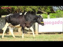 Carregar e reproduzir vídeo no visualizador da galeria, LOTE 164 - 1387 JFLD