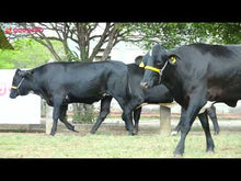 Carregar e reproduzir vídeo no visualizador da galeria, LOTE 100 - 3 NOVILHAS GIROLANDO PRENHAS 3/4 E 7/8