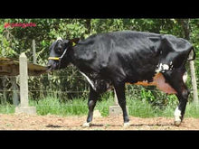 Carregar e reproduzir vídeo no visualizador da galeria, LOTE 145 -CULOTE JFLD