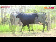 Carregar e reproduzir vídeo no visualizador da galeria, LOTE 130 - ERVALIA JFLD