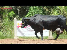 Carregar e reproduzir vídeo no visualizador da galeria, LOTE 141 - ARIEL JFLD