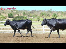 Carregar e reproduzir vídeo no visualizador da galeria, LOTE 2019 - BASA VIA LACTEA APLICADA e BASA VIA LACTEA APRAZIVEL FIV