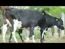 Carregar e reproduzir vídeo no visualizador da galeria, LOTE 102- 2 NOVILHAS 3/4 GIROLANDO PRENHAS - HUMOR JFLD E HERA JFLD