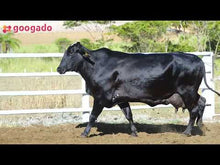 Carregar e reproduzir vídeo no visualizador da galeria, LOTE 2022 — VACA EM LACTAÇÃO 1/2 GIROLANDO - 977
