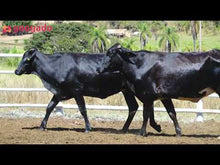 Carregar e reproduzir vídeo no visualizador da galeria, LOTE 2007 -BASA VIA LACTEA AMINA FIV e ADORMECIDA FIV