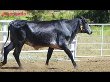 Carregar e reproduzir vídeo no visualizador da galeria, LOTE 2037 - CLARITA FIV 1051