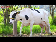 Carregar e reproduzir vídeo no visualizador da galeria, LOTE 146 - CELINE PETY JFLD