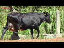 Carregar e reproduzir vídeo no visualizador da galeria, LOTE 133 - GISELE JFLD