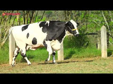 Carregar e reproduzir vídeo no visualizador da galeria, LOTE 161 - CECÍLIA PETY JFLD