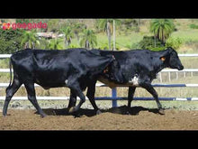 Carregar e reproduzir vídeo no visualizador da galeria, Lote 2041 — CARLOTA FIV 1048 e CAMILA FIV 1046 (preço por animal)