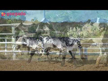 Carregar e reproduzir vídeo no visualizador da galeria, LOTE 2008 - BASA VIA LACTEA ADELI FIV E 331