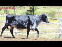Carregar e reproduzir vídeo no visualizador da galeria, LOTE 2034 - NOVILHA 3/4 GIROLANDO - 934