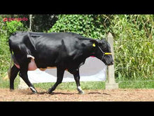 Carregar e reproduzir vídeo no visualizador da galeria, LOTE 113 - FONTE JFLD