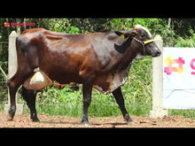 Carregar e reproduzir vídeo no visualizador da galeria, LOTE 115 - GRETE JFLD