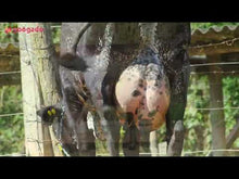 Carregar e reproduzir vídeo no visualizador da galeria, LOTE 111 - FLOR JFLD