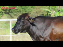 Carregar e reproduzir vídeo no visualizador da galeria, LOTE 2025 — VACA 1/2 GIROLANDO EM LACTAÇÃO — 807