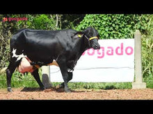 Carregar e reproduzir vídeo no visualizador da galeria, LOTE 126 - FAVORITA JFLD