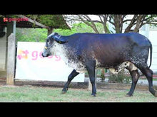 Carregar e reproduzir vídeo no visualizador da galeria, LOTE 159 - FABÍOLA JFLD