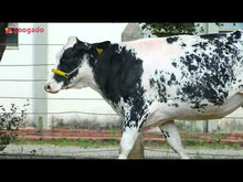 Carregar e reproduzir vídeo no visualizador da galeria, LOTE 103 - HÓSPEDE JFLD